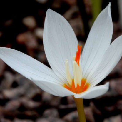 Buy Crocus pulchellus 'Albus' Bulbs online UK