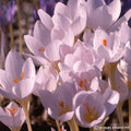 Buy Crocus pulchellus 'Zephyr' Bulbs online UK