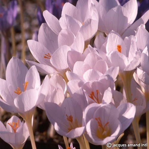 Buy Crocus pulchellus 'Zephyr' Bulbs online UK