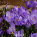 Buy Crocus 'Remembrance' Bulbs online UK