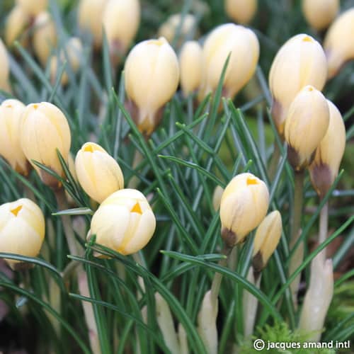 Buy Crocus 'Romance' Bulbs online UK