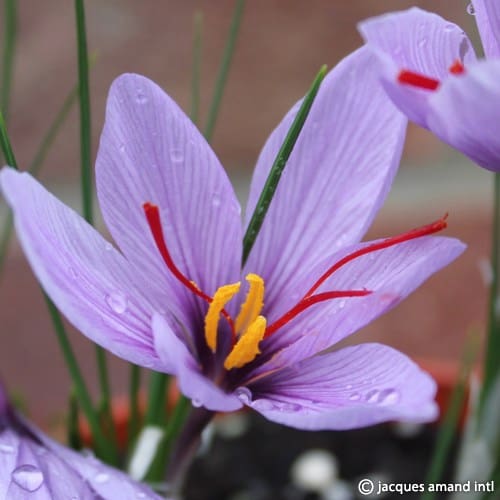 Buy Crocus sativus (Saffron Crocus) Bulbs online UK