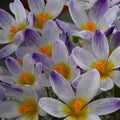 Buy Crocus sieberi 'Ronald Ginns' Bulbs online UK