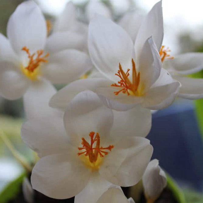 Buy Crocus speciosus 'Albus' Bulbs online UK