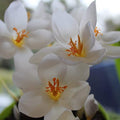 Buy Crocus speciosus 'Albus' Bulbs online UK