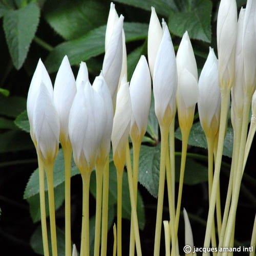 Buy Crocus speciosus 'Albus' Bulbs online UK