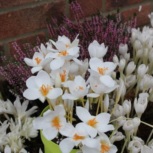 Buy Crocus speciosus 'Albus' Bulbs online UK
