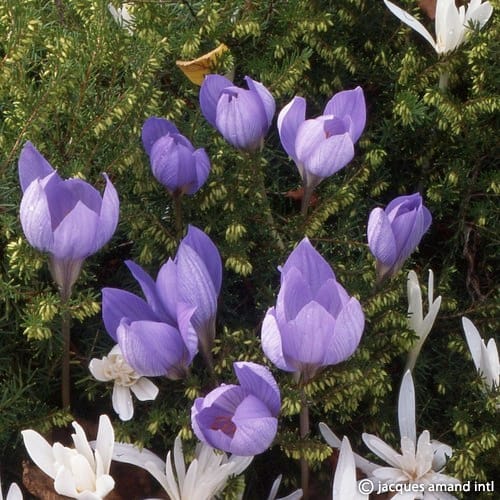 Buy Crocus speciosus (Bieberstein's crocus) Bulbs online UK