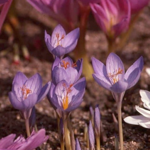 Buy Crocus speciosus (Bieberstein's crocus) Bulbs online UK