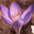 Buy Crocus speciosus 'Cassiope' Bulbs online UK