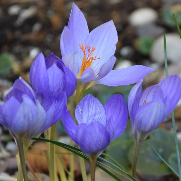 Buy Crocus speciosus 'Conqueror' Bulbs online UK
