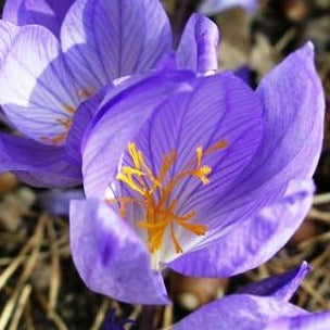 Buy Crocus speciosus 'Oxonian' Bulbs online UK