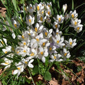Buy Crocus tommasinianus 'Albus' (White Early Crocus) Bulbs online UK