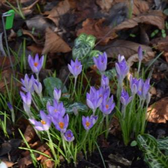 Buy Crocus tommasinianus (Early Crocus) Bulbs online UK