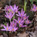 Buy Crocus tommasinianus 'Roseus' Bulbs online UK