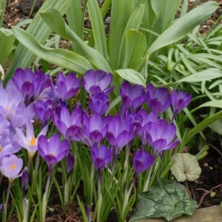 Buy Crocus tommasinianus 'Ruby Giant' Bulbs online UK
