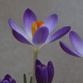 Buy Crocus tommasinianus var. 'Pictus' Bulbs online UK