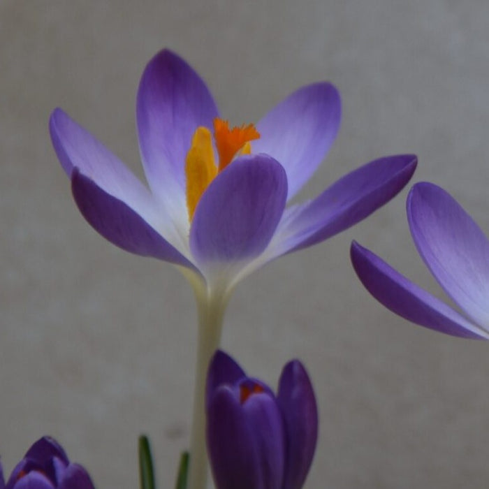 Buy Crocus tommasinianus var. 'Pictus' Bulbs online UK