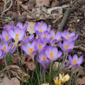 Buy Crocus tommasinianus 'Whitewell Purple' Bulbs online UK