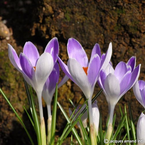 Buy Crocus 'Vanguard' Bulbs online UK