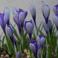Buy Crocus 'Yalta' Bulbs online UK