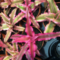 Buy Cryptanthus bivittatus (Earth Star) online UK