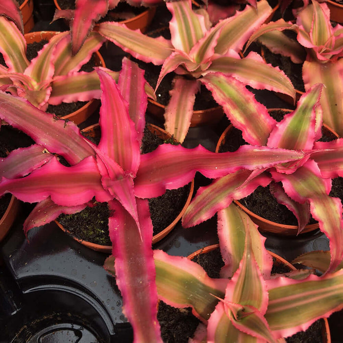 Buy Cryptanthus bivittatus (Earth Star) online UK