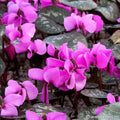 Buy Cyclamen alpinum (Alpine Cyclamen) Bulbs online UK