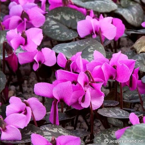 Buy Cyclamen alpinum (Alpine Cyclamen) Bulbs online UK