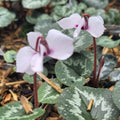 Buy Cyclamen alpinum f. leucanthum Bulbs online UK