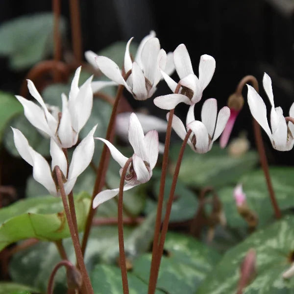Buy Cyclamen balearicum (Balearic Cyclamen) Bulbs online UK