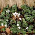 Buy Cyclamen cilicium f. album (White Cilician Cyclamen) Bulbs online UK