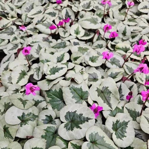Buy Cyclamen coum - Christmas Tree Group Bulbs online UK