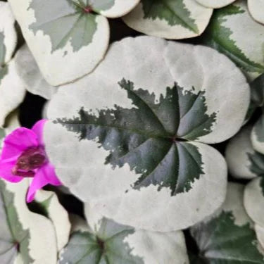 Buy Cyclamen coum - Christmas Tree Group Bulbs online UK