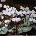 Buy Cyclamen coum 'Album' (White Eastern Cyclamen) Bulbs online UK