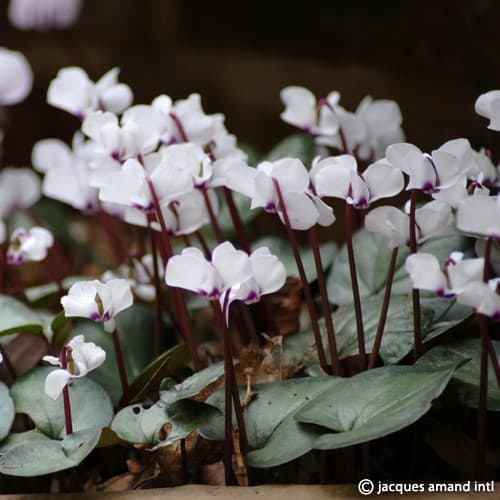 Buy Cyclamen coum 'Album' (White Eastern Cyclamen) Bulbs online UK