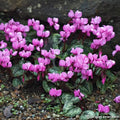 Buy Cyclamen coum (Eastern Cyclamen) Bulbs online UK