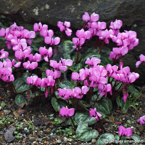Buy Cyclamen coum (Eastern Cyclamen) Bulbs online UK