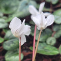 Buy Cyclamen coum f. albissimum Bulbs online UK