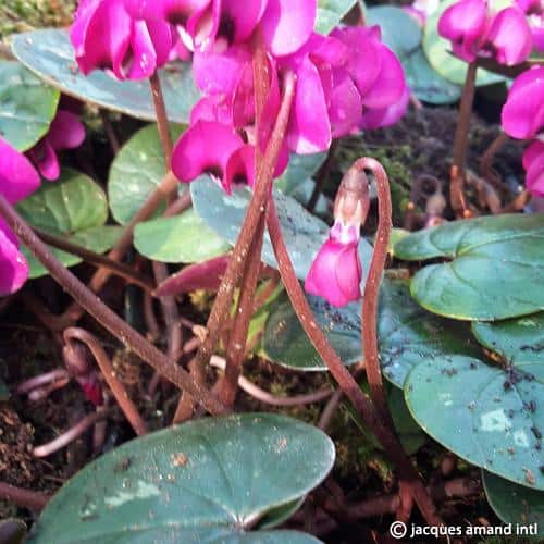 Buy Cyclamen coum 'Meaden's Crimson' Bulbs online UK