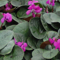 Buy Cyclamen coum 'Selected Red Form' Bulbs online UK