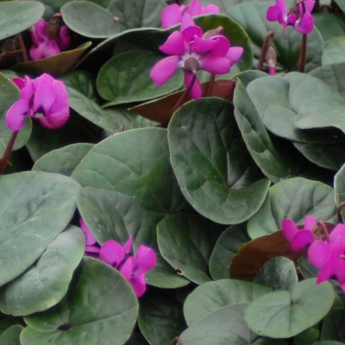 Buy Cyclamen coum 'Selected Red Form' Bulbs online UK
