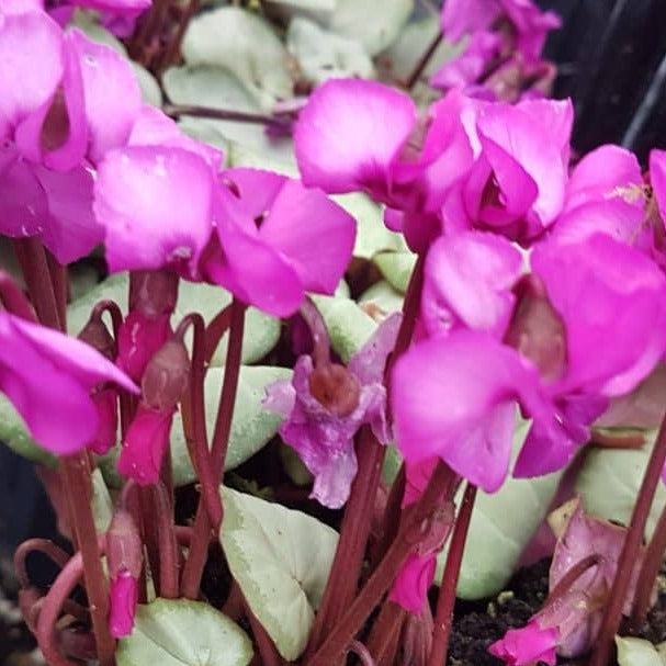 Buy Cyclamen coum 'Silver Leaf Pink' Bulbs online UK