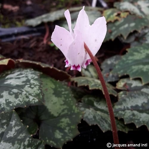 Buy Cyclamen cyprium (Cyprus Cyclamen) Bulbs online UK