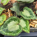 Buy Cyclamen graecum 'Album' (White Greek Cyclamen) Bulbs online UK