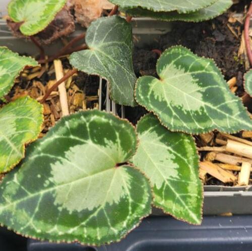 Buy Cyclamen graecum 'Album' (White Greek Cyclamen) Bulbs online UK