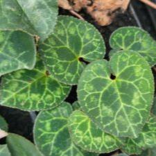 Buy Cyclamen graecum (Greek Cyclamen) Bulbs online UK