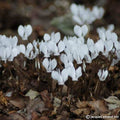 Buy Cyclamen hederifolium 'Album' Bulbs online UK