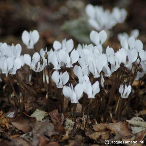 Buy Cyclamen hederifolium 'Album' Bulbs online UK