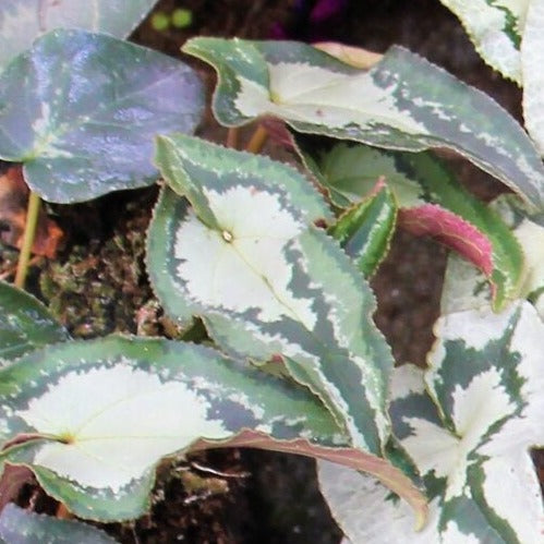 Buy Cyclamen hederifolium 'Arrow Leaf' Bulbs online UK